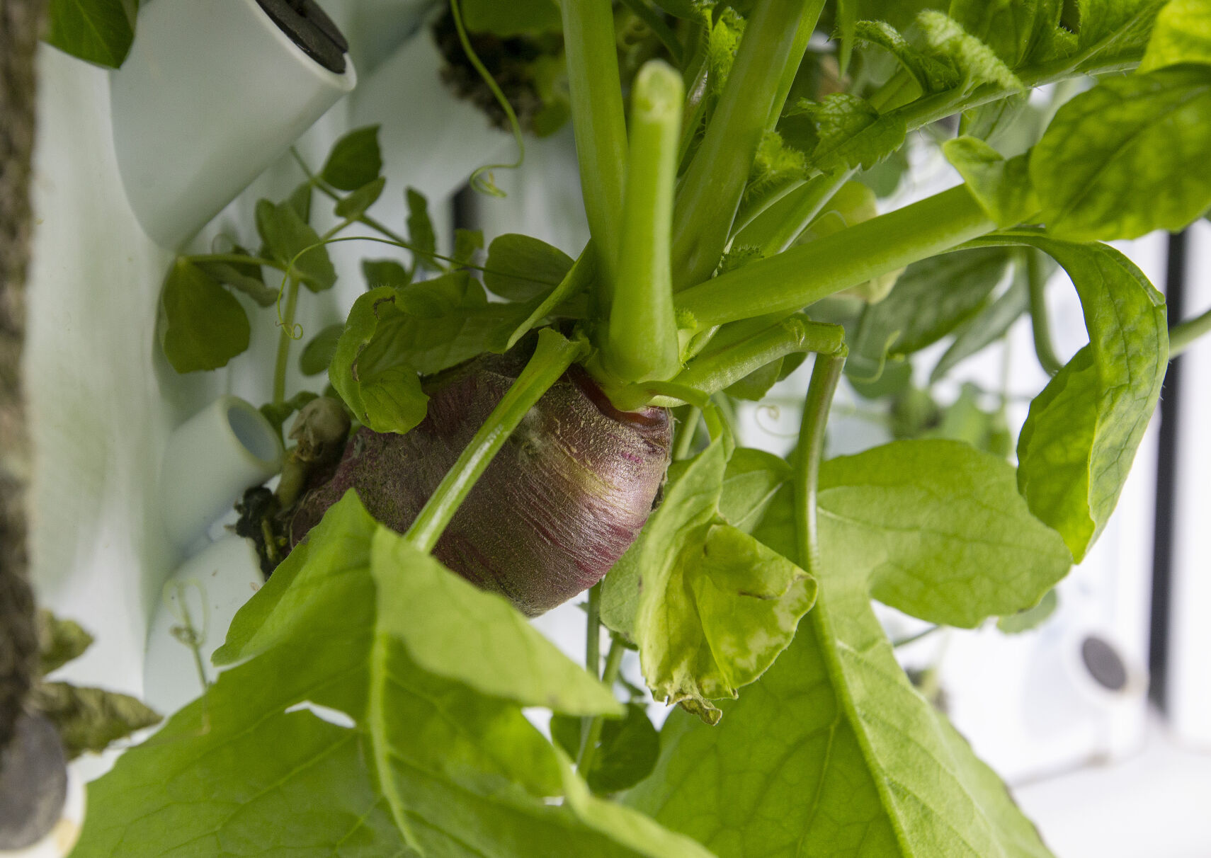 Dorchester Hydrophonic Gardens